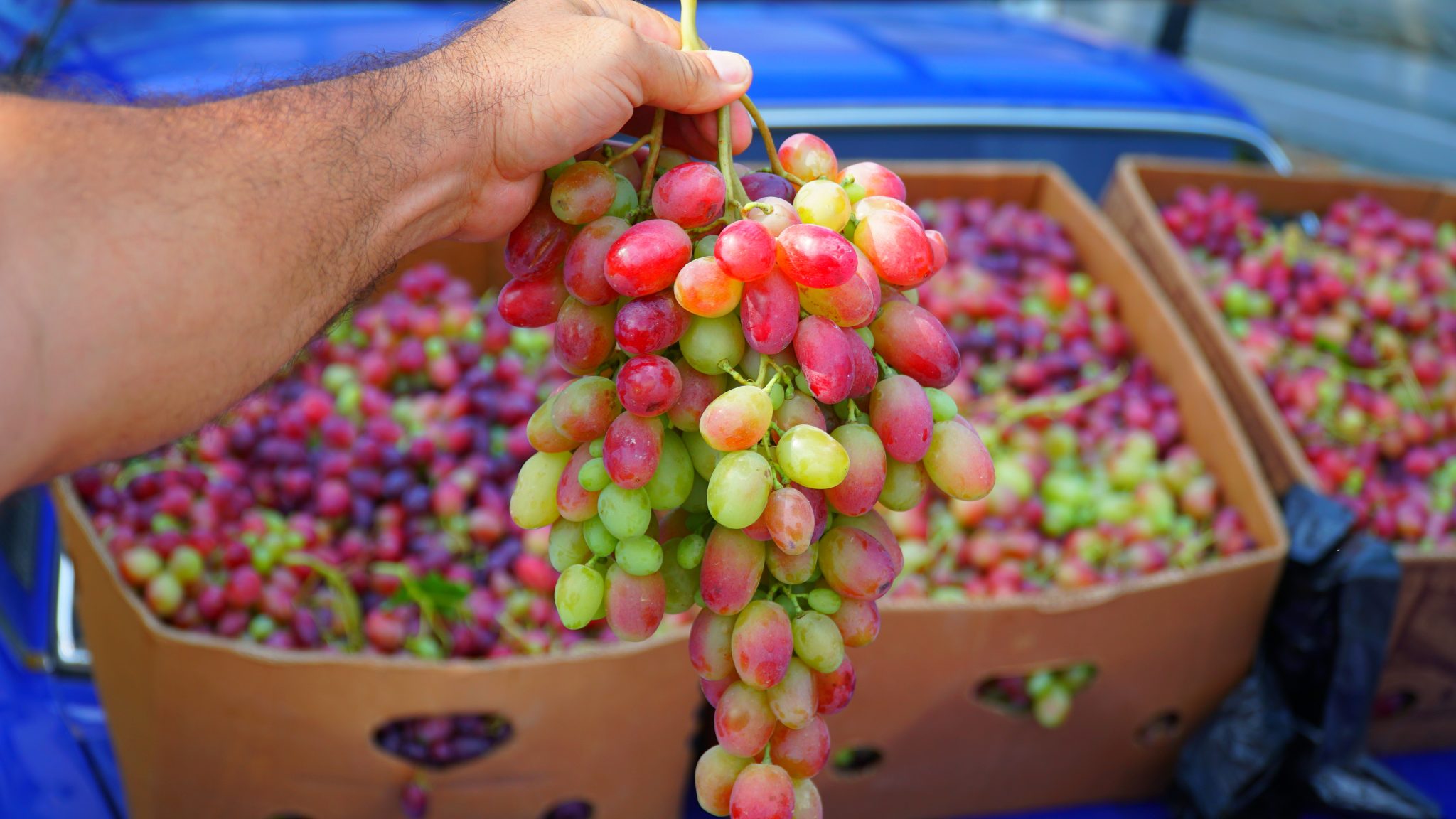 Крупнейшие производители винограда 2022