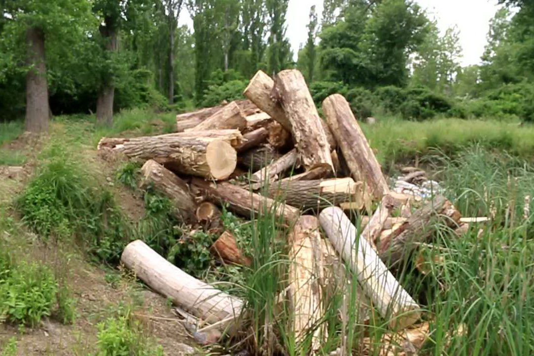 Эльтавский лес. Эльтавский лес Махачкала. Эльтавского леса в Махачкале. Вырубка лесов в Дагестане. Вырубка лесов Северного Кавказа.