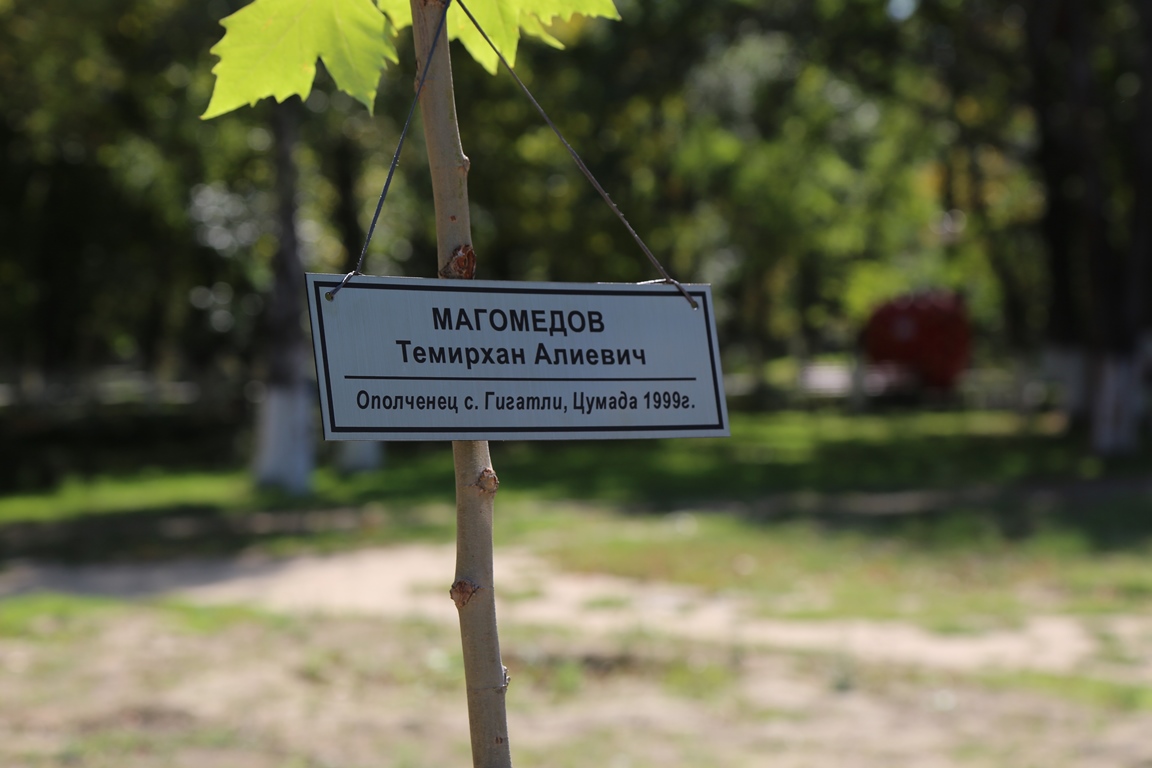 Дерево посажено в честь. Парк Ленинского Комсомола Махачкала. Аллея памяти Махачкала. Сажаем деревья парк Махачкала. Аллея памяти табличка высадка деревьев.
