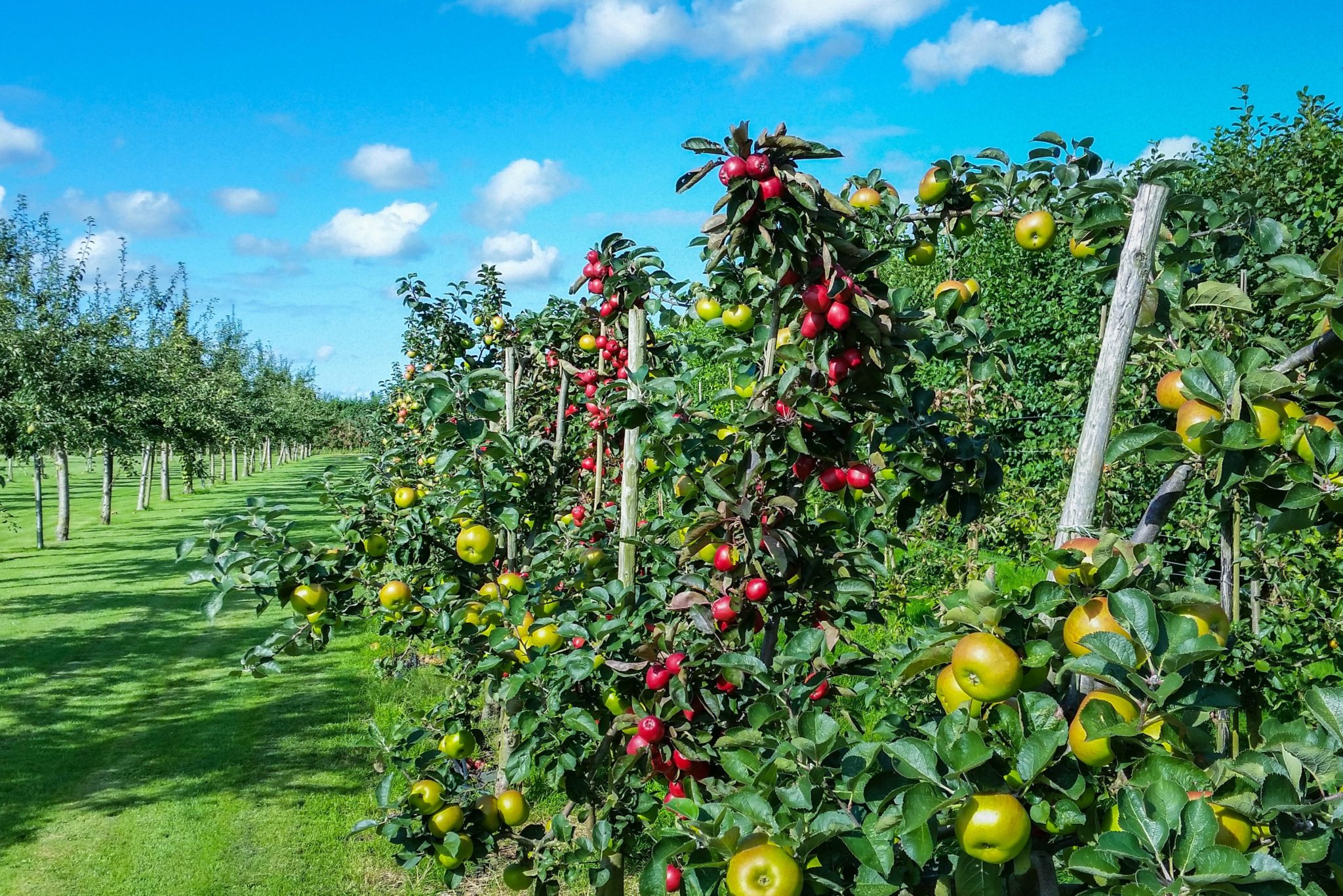 Плодовое хозяйство. Яблочные плантации Нормандии. Суперинтенсивный сад яблони. Фруктовые деревья для сада. Сад с фруктами.