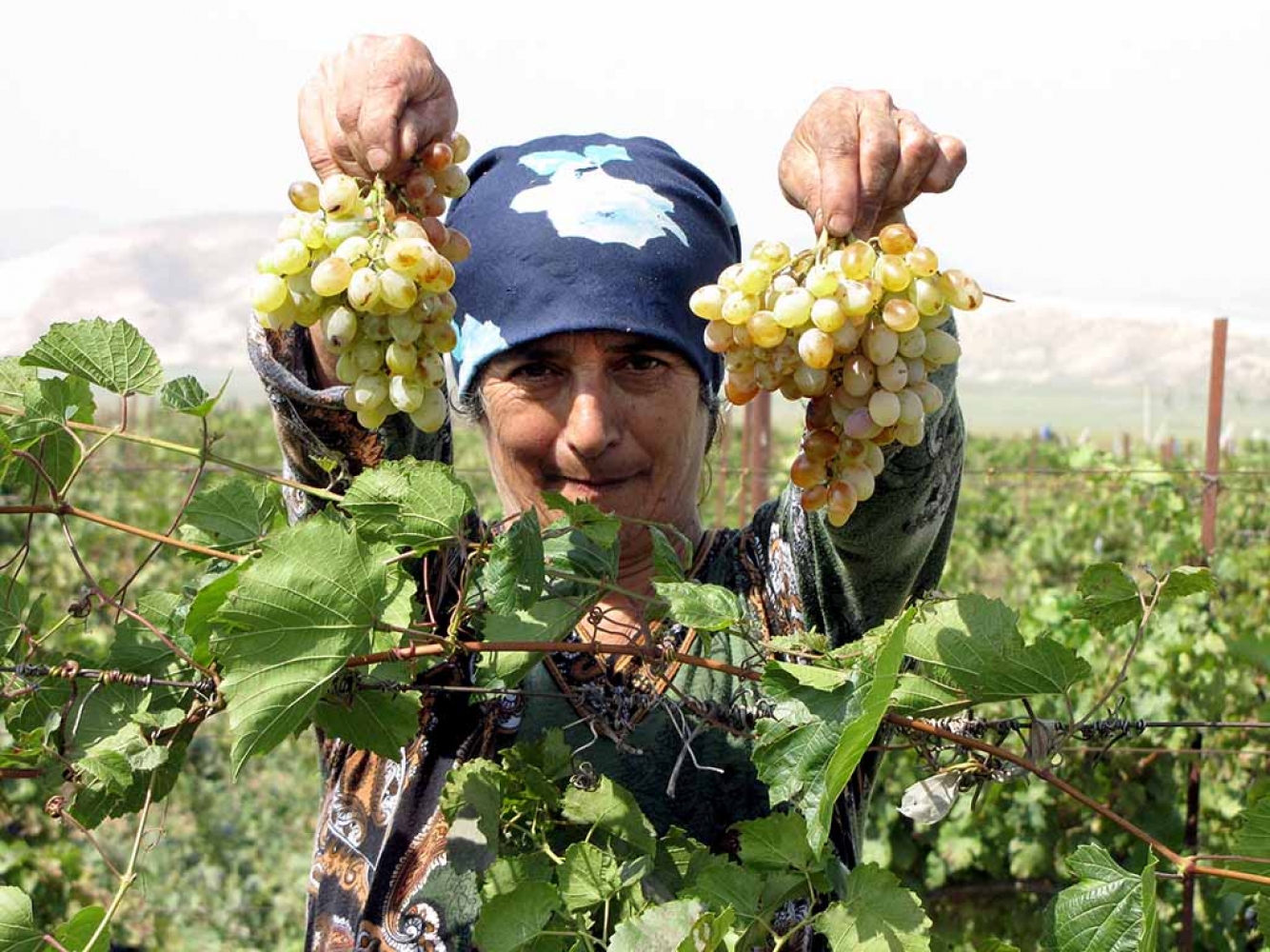 Культуры выращиваемые на северном кавказе. Виноградарство в Республике Дагестан. Сбор урожая винограда. Сельское хозяйство Дагестана. Сбор винограда в Дагестане.