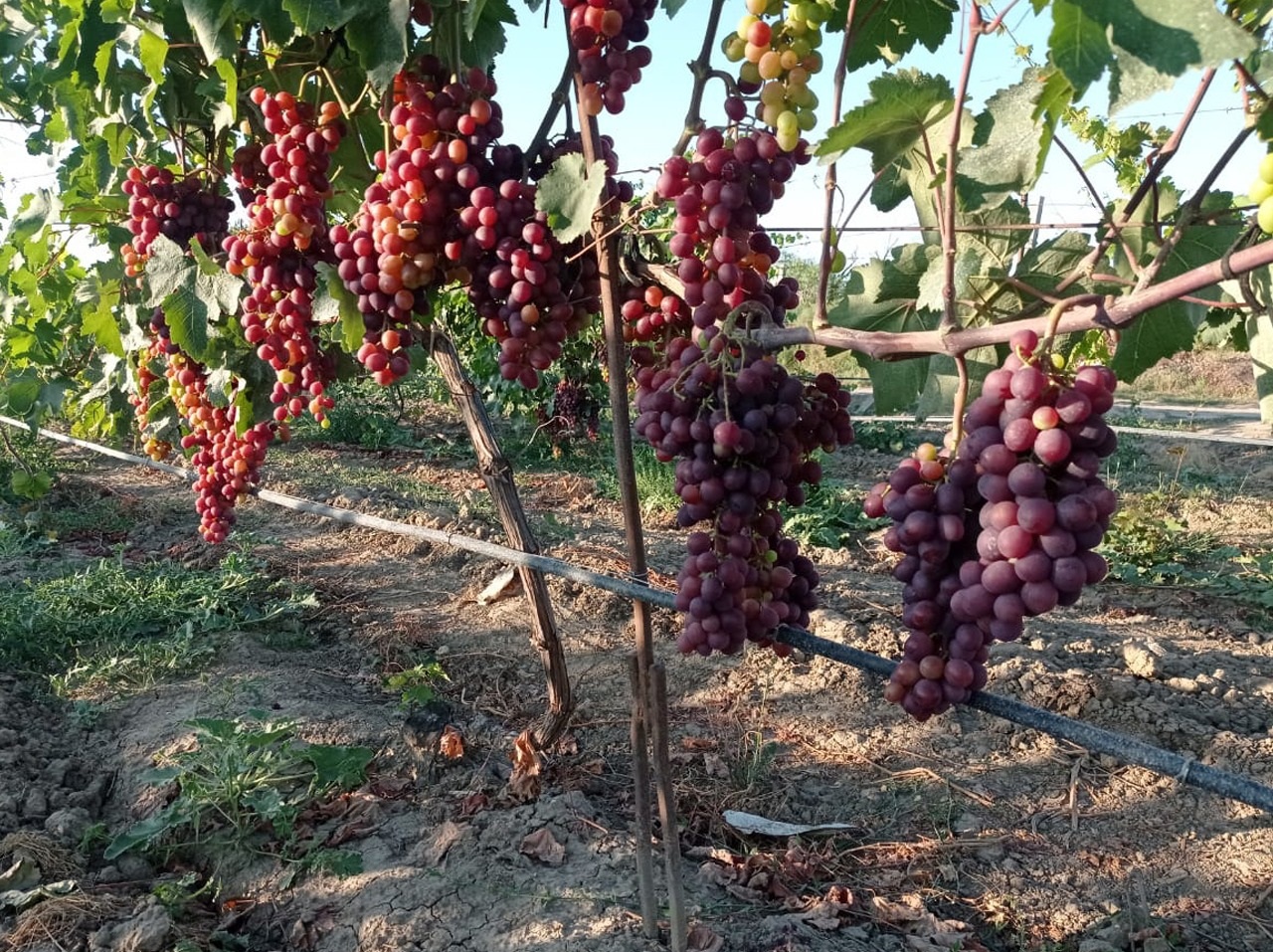 Виноградники Дагестана
