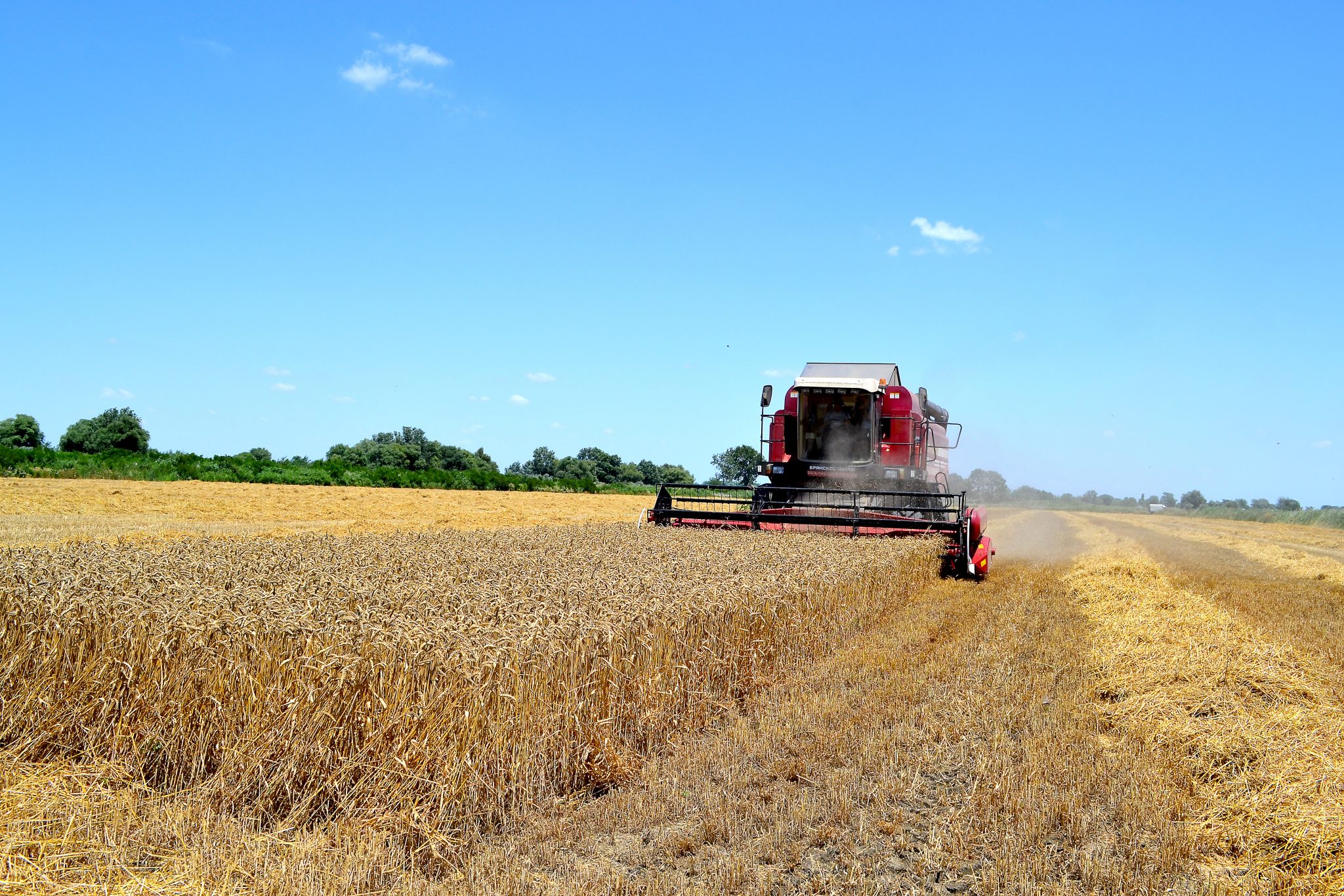 В сентябре был собран рекордный урожай. Сбор зерна. Рисоводы Дагестана. Поля овощные Липецкой области. Овощные поля в Слободзее.