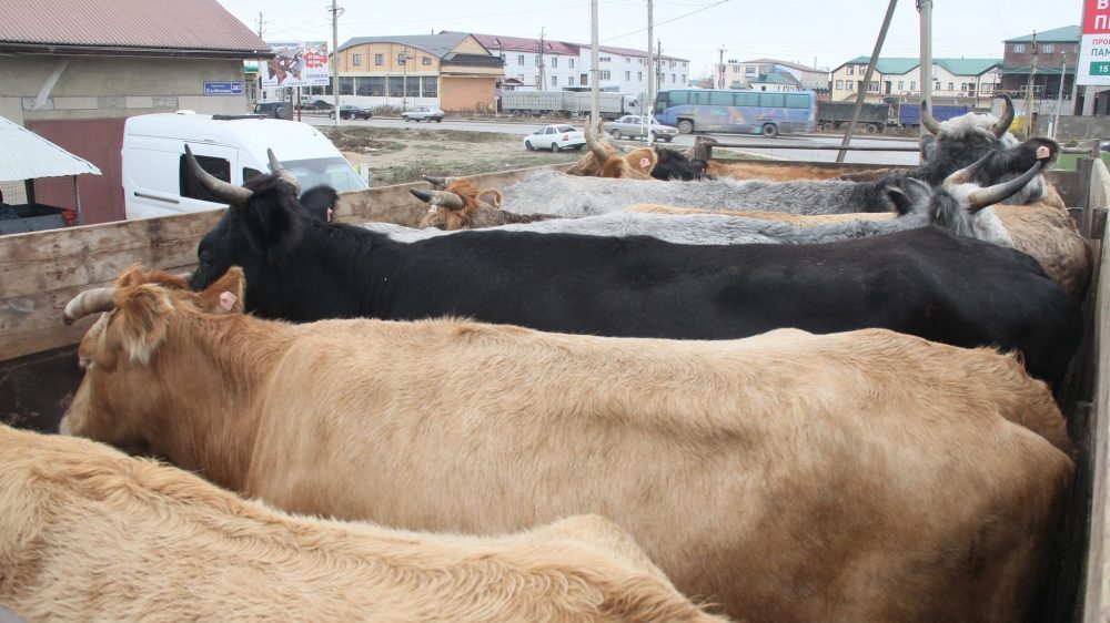 Животные без документов. Перевозка коров. Коровы в Дагестане фото. Россельхознадзор транспортировка животных.