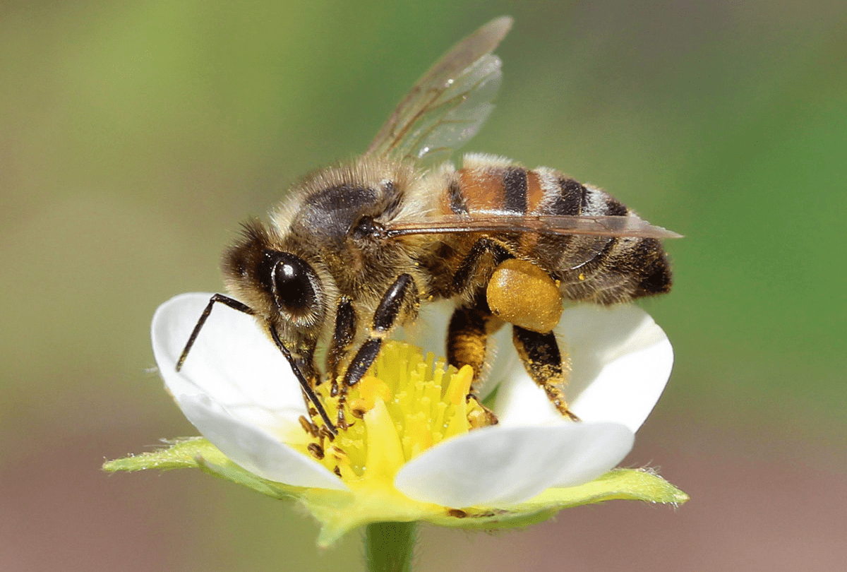 Фото Пчела, более 83 качественных бесплатных стоковых фото