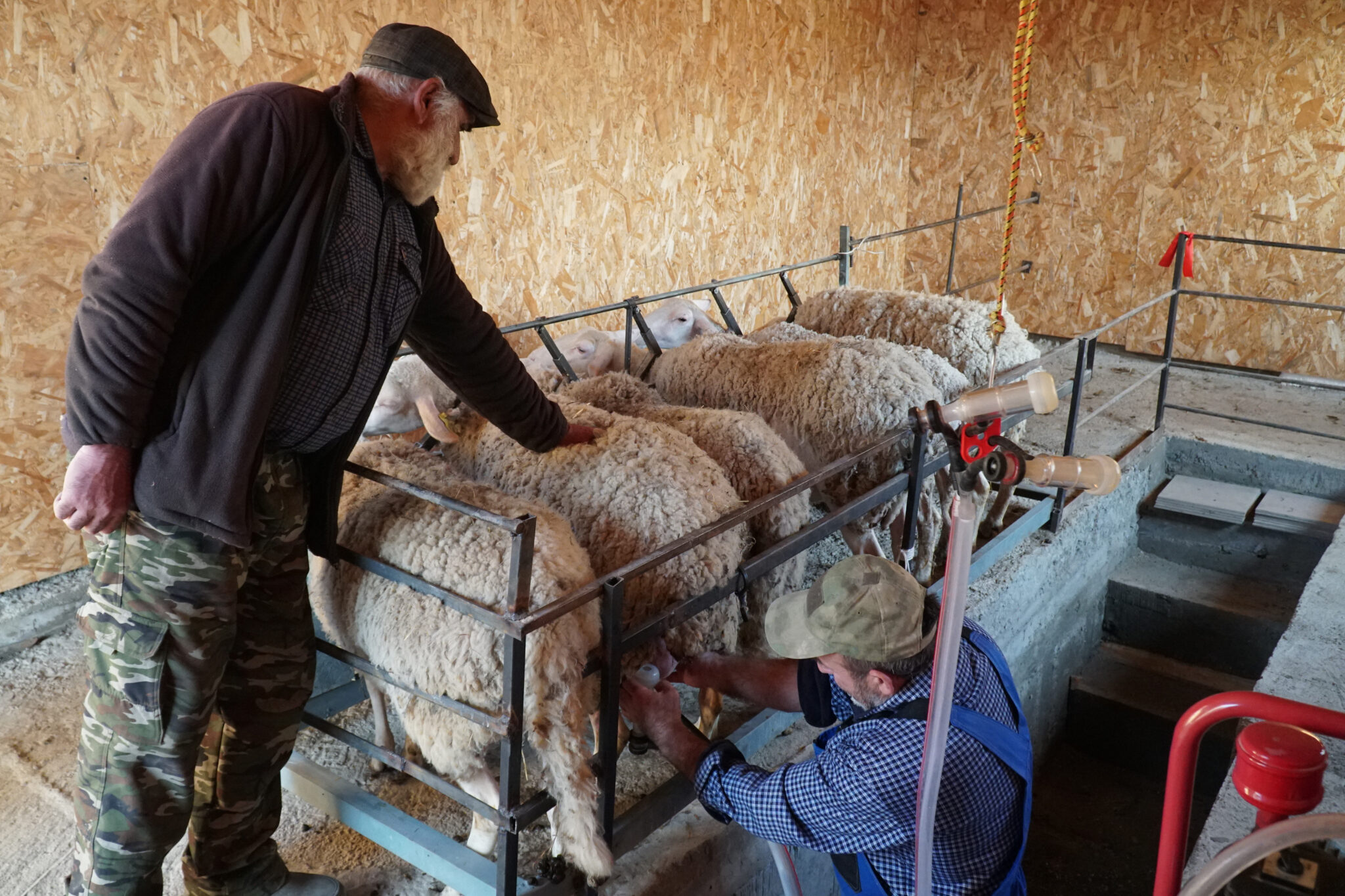 Дойные овечки. Реализуется очередной проект по производству молочной  продукции - Dagpravda.ru