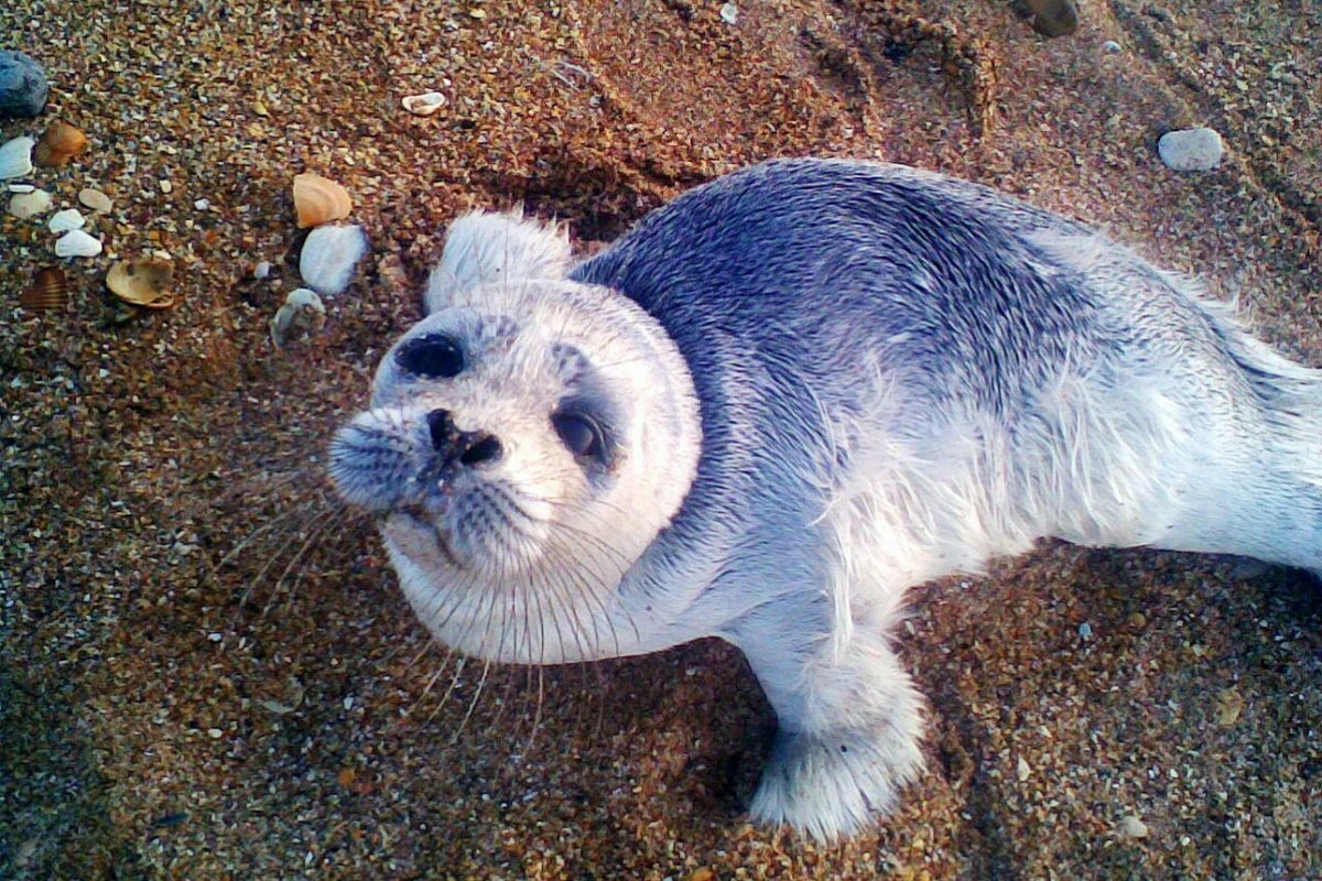 Porno kanal ish vaqti